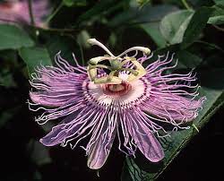 Homeopathic Remedy Passiflora Is Obtained From The Herb Called Passiflora Incarnata Which Is Also Known As Purple Homeopathy Purple Passion Flower Passiflora