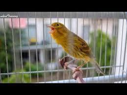 Genc Ve Guclu Buyuk Tenor Kanarya Egitim Sarkisi Youtube In 2020 Canary Birds Canary Songs