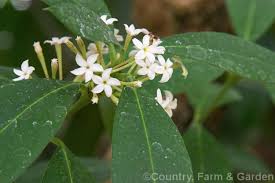 Image result for Acokanthera oblongifolia