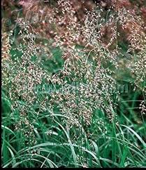 Image result for Hermbstaedtia odorata