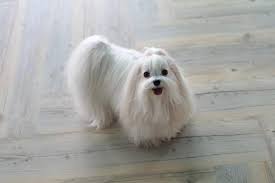 マルチーズのフルコート マルチーズ 犬 トリミング マルチーズ カット