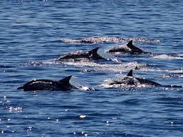 Seria de specii de animale disparute din marea neagra poate continua, insa atentia noastra trebuie concentrata asupra protejarii specimenelor pe. Scufundari In Piscina Scufundari La Bazin Cursuri Scuba Bucuresti Curusuri Scufundari Eforie Flora Si Fauna