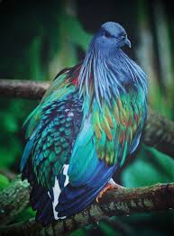 Bird Pictures Nicobar Pigeon Caloenas Nicobarica By Kell Andaman And Nicobar Islands Nicobar Pigeon Bird Pictures