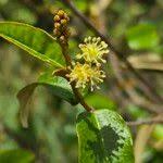 Image result for Croton dichogamus