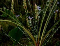 Image result for Elytraria