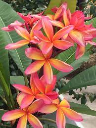 Frangipane Nouvelle Caledonie