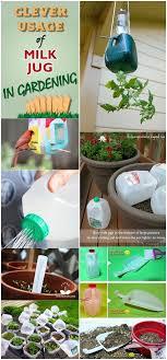 Clever Usage Of Milk Jug In Gardening Milk Jugs Garden Milk Jug Crafts Container Gardening