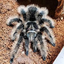 Tliltocatl Albopilosum Nicaraguan Unsexed Nicaraguan Curly Hair Tarantula Pet Tarantula Pet Spider Tarantula