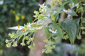 We did not find results for: Shiatoshi Shiuli Flower Plant Description And Its Health Benefits