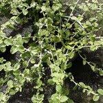 Image result for Helichrysum lineare