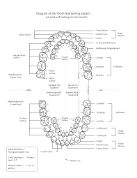 Particular Dental Chart With Teeth Numbers Teeth Names And