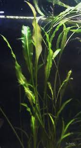 Image result for Potamogeton richardii