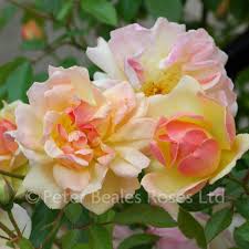 We did not find results for: Phyllis Bide Rambling Rose Peter Beales Roses The World Leaders In Shrub Climbing Rambling And Standard Classic Roses