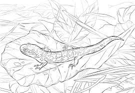 The spruce / kelly miller halloween coloring pages can be fun for younger kids, older kids, and even adults. Eastern Tiger Salamander Coloring Page Free Printable Coloring Pages For Kids