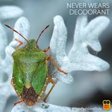 Pest control bed bugs removal skedaddle humane wildlife. Truly Nolen Pest Termite Control Trulynolencarolina Profile Pinterest
