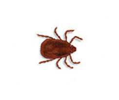 A highly effective treatment against fleas, ticks and it is waterproof and helps to control diseases that are spread by fleas and ticks including lyme other areas where these pests can hide in your dog include the neck, the belly, and the chest. Flea Control Rentokil Pest Control
