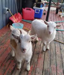A Canadian Family Is Fighting To Keep These Little Cuties At Home Pygmy Goat Cute Animals Goats