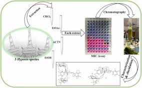 Image result for Hypoxis galpinii