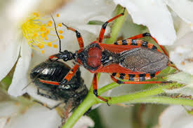 Gärtnern.welche fliegende stechende insekten git es im garten ? Raubwanzen So Kann Man Heimische Raubwanzenarten Effektiv Loswerden Plantura