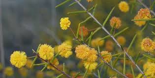 Image result for Crotalaria phylicoides