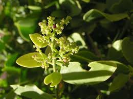 Image result for Salvadora persica