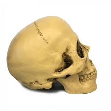 Jun 18, 2020 · gold pine resin usage. Resin Human Skull