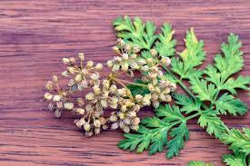 Image result for Conium