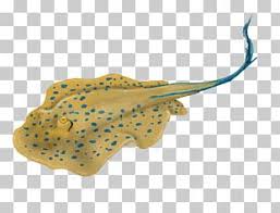 How to draw a spotted eagle ray printable step by step drawing. Spotted Eagle Ray Png Images Spotted Eagle Ray Clipart Free Download