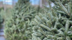 Maybe you would like to learn more about one of these? Many Maine Farms Expected To Sell Out Of Christmas Trees Wgme
