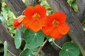Nasturtiums In 2021 Nasturtium Planting Sunflowers Plants