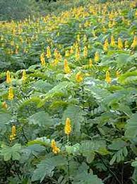 Salah satunya bisa mengobati disfungsi ereksi. Manfaat Obat Ketepeng Cina Atmago