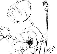 100% free flowers coloring pages. Printable Poppy Flower Coloring Page Novocom Top