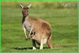 Lengkap Contoh Hewan Vertebrata Dan Invertebrata Dunia Fauna Hewan Binatang Tumbuhan Kanguru Hewan Binatang