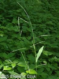 Image result for Leersia