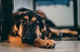Apr 03, 2021 · how to train a german shepherd husky mix. Breed Guide All There Is To Know About German Shepherd Rottweiler Mix Petventuresbook