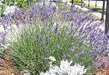 Grow burpee's perennials ideal for full or partial sun. Midwest Gardening Best Performing Perennials
