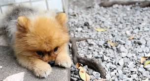 They are bold, willful, and loyal to their owners. Teacup Pomeranian Is This Tiny Puppy Your Perfect Pet