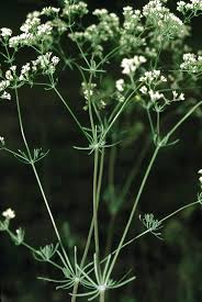 Image result for Galium simense