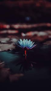 Check spelling or type a new query. Dark Flower Iphone X Wallpapers Iphone X Wallpapers Hd