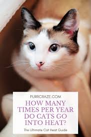According to how many babies can these pets have in a lifetime?a cat could have 100 kittens in her lifetime so a cat could have 10kg of kittens. How Many Times A Year Do Cats Go Into Heat Guide Purr Craze