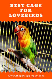 Best Cage For Lovebirds The Pet Supply Guy Pet Bird Cage Love Birds Bird Care