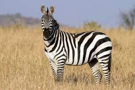 Why do zebras have stripes? Zebra Facts Live Science