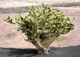Image result for Austrocylindropuntia