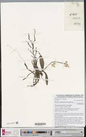 Image result for Rhipidoglossum bilobatum