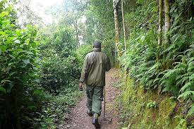 Image result for Cyathea manniana