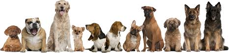 Click here for further information & contact details. Richmond Hill Dog Grooming Cat Daycare Puppy Cuts Care