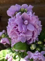 We did not find results for: 21 Annual Flowers For Year Round Color Hgtv