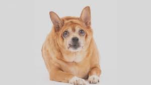 Image result for chihuahua big obesity