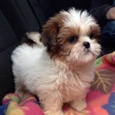 Maybe you would like to learn more about one of these? Shih Tzu In Chesapeake For Sale