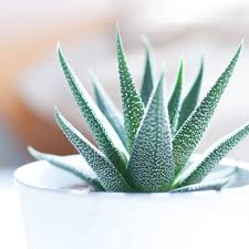 Eğer evin içerisinde aloe vera çiçeği yetiştiriyorsanız ortam sıcaklığı 14 ile 15 derecenin altına düşmemelidir. Aloe Vera Cicegi Nasil Yetistilir